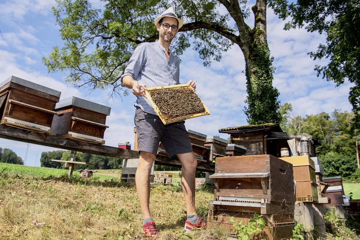 L’apiculteur élève et sélectionne ses butineuses